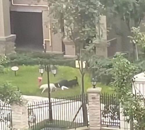 崇州邻居爆料事件最新